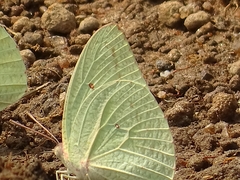 Catopsilia florella