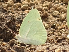 Catopsilia florella