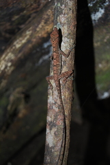 Anolis osa