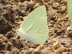 Catopsilia florella