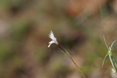 Dianthus mooiensis