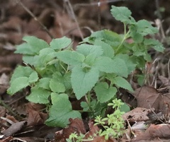 Lamium album