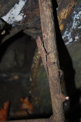 Anolis osa