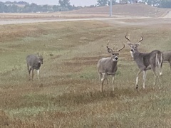 Odocoileus virginianus dacotensis