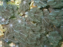 Clavularia