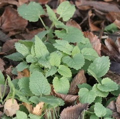 Lamium album
