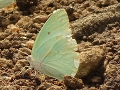 Catopsilia florella