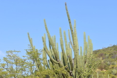 Stenocereus quevedonis