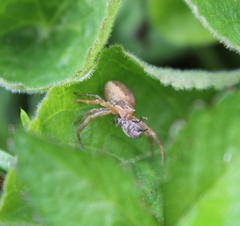 Xysticus