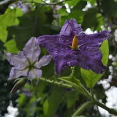 Solanum wrightii