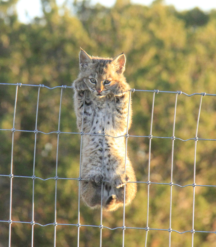 Bobcat photographed in New Mexico