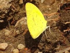 Eurema senegalensis