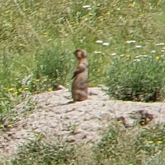 Cynomys gunnisoni