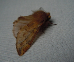 Ptilophora plumigera