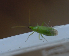 Macrolophus pygmaeus