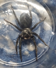 Kukulcania