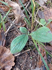 Lithospermum tuberosum