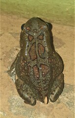 Sclerophrys garmani