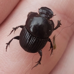 Onthophagus coproides