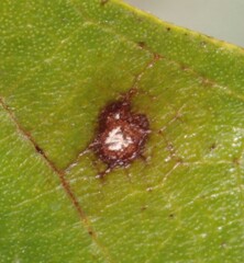 Neophloeospora maculans