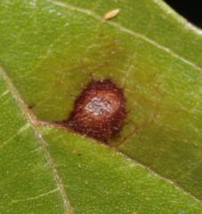Neophloeospora maculans