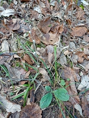 Lithospermum tuberosum