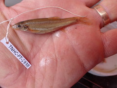 Rhinichthys cataractae