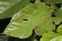 Neophloeospora maculans