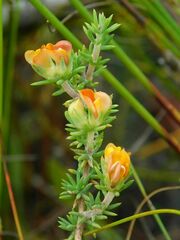 Aspalathus juniperina