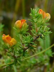 Aspalathus juniperina