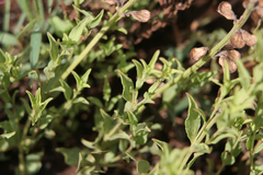 Ocimum obovatum