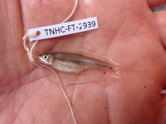 Notropis braytoni