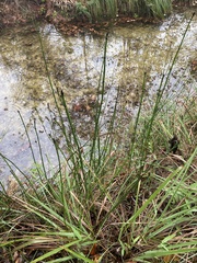 Cladium mariscus