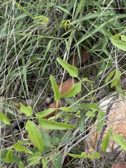 Decorsea schlechteri