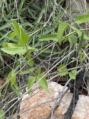 Decorsea schlechteri