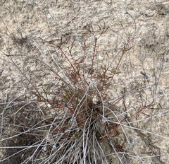 Stillingia texana