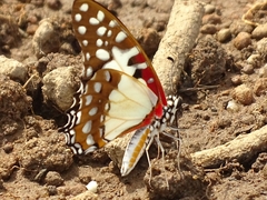 Graphium angolanus
