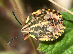 Carpocoris