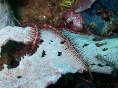 Ophiothrix