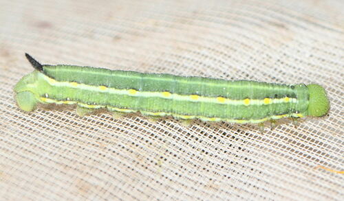 Hyles gallii