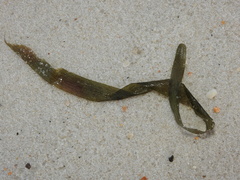 Thalassia