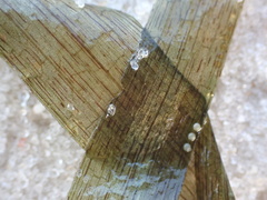 Thalassia