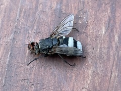 Entomophthora