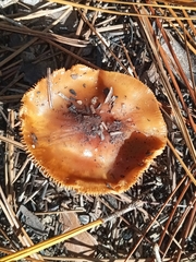 Cortinarius mucosus