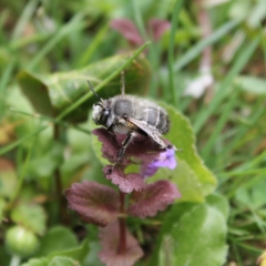 Anthophora plumipes