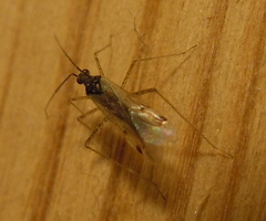 Dicyphus errans