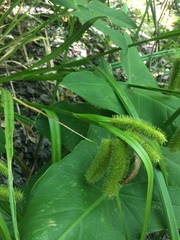 Carex comosa
