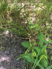 Carex comosa
