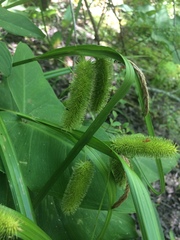 Carex comosa