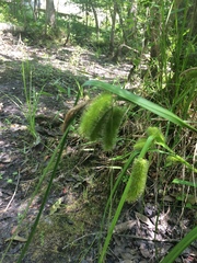 Carex comosa